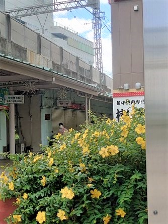 近鉄八木駅前のヒペリカムの花