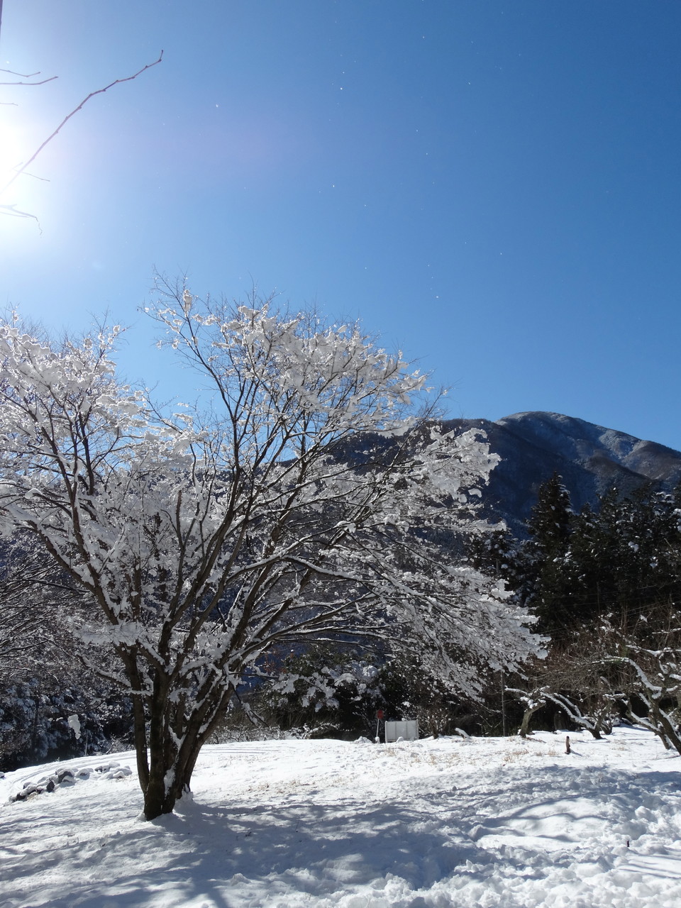 冬は広葉樹が雪で飾られます