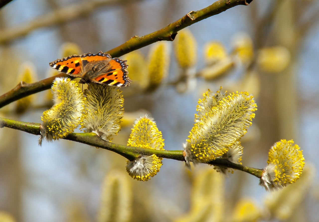 Weidenkätzchen sind Insektenfutter