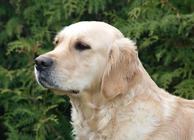 Lena