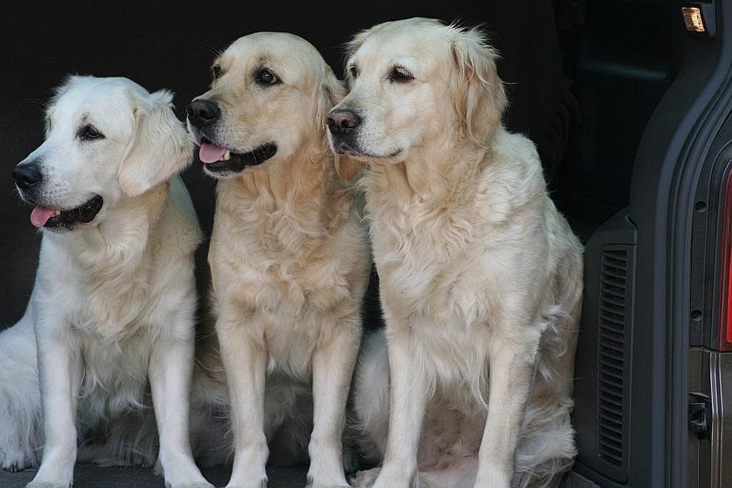 unsere 3 Grazien, Clara,  Lena und Maja