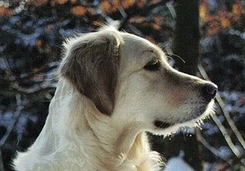 Maja