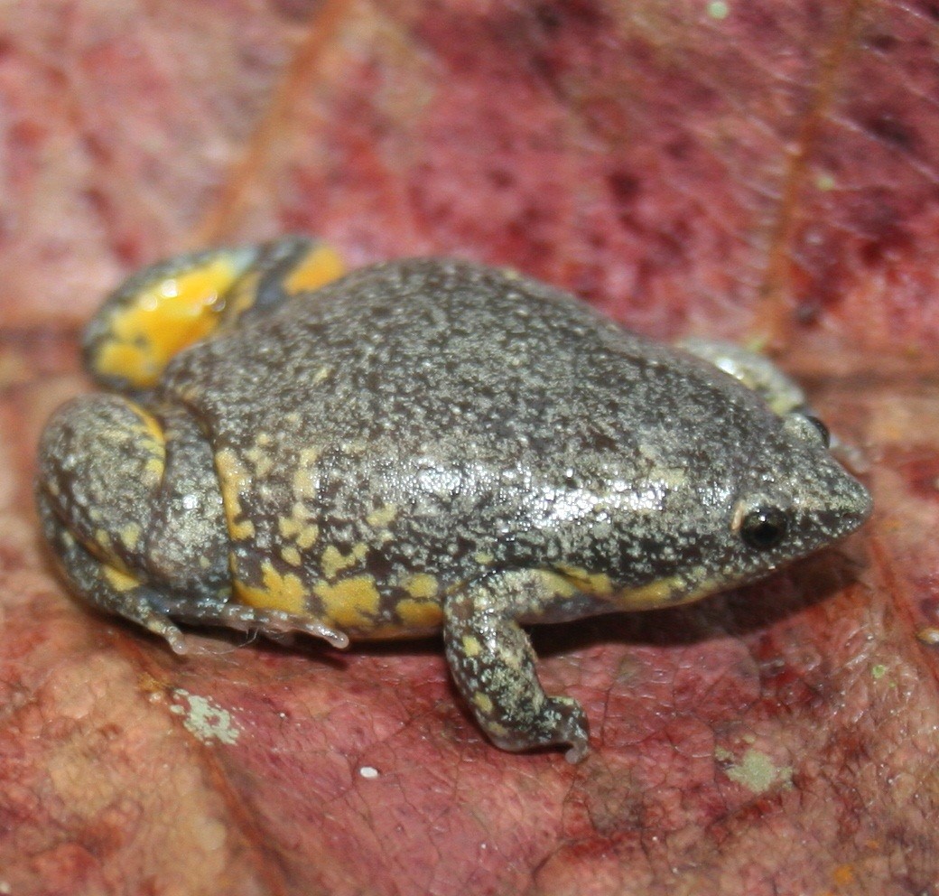 Elachistocleis sikuani Lista de Los Anfibios de Colombia