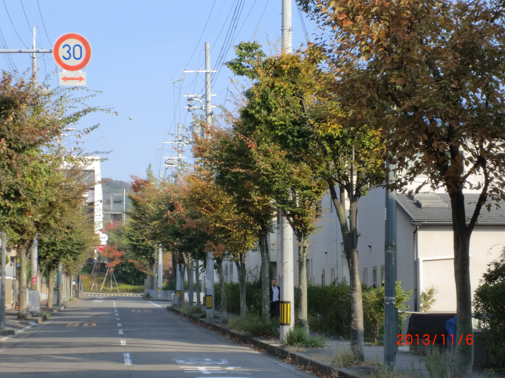 阿武山近郊の街路樹 13 11 Satoyamagroup Jimdoページ
