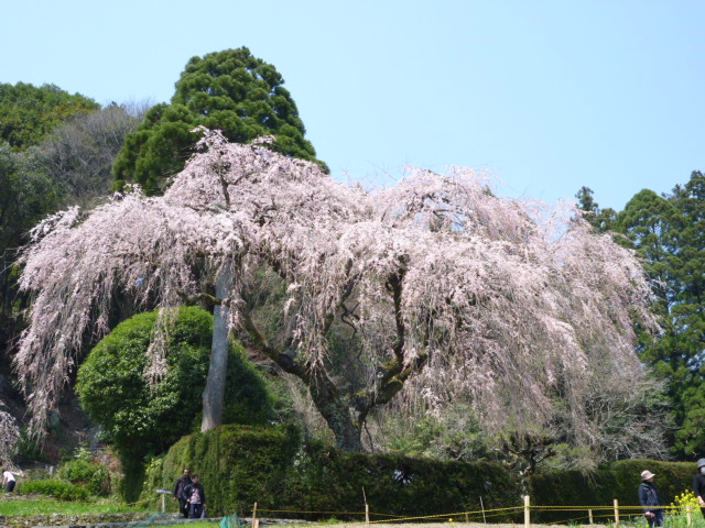 中越家のしだれ桜(仁淀川町)