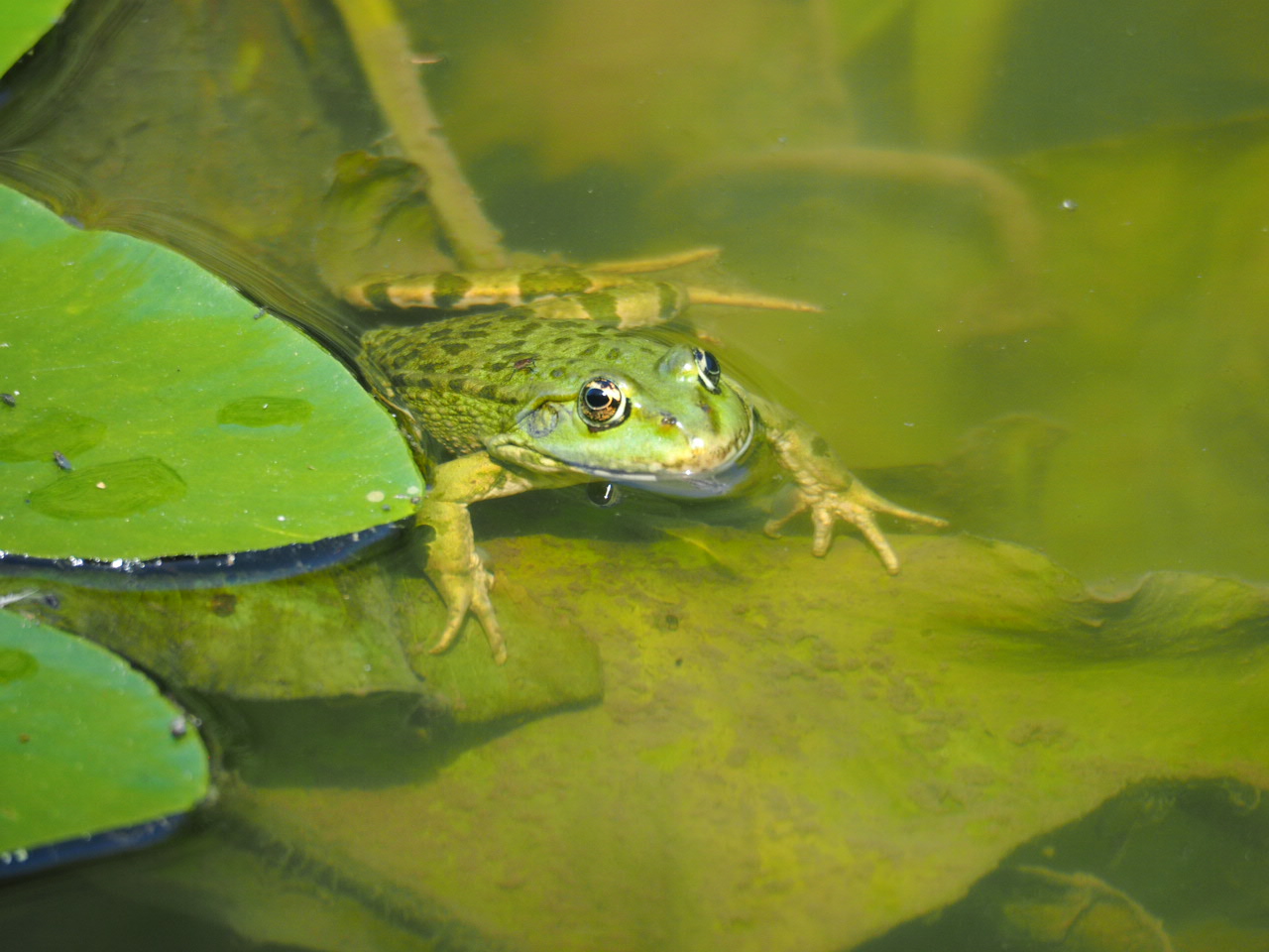 Frosch, Foto: Sophie Wiggenhauser