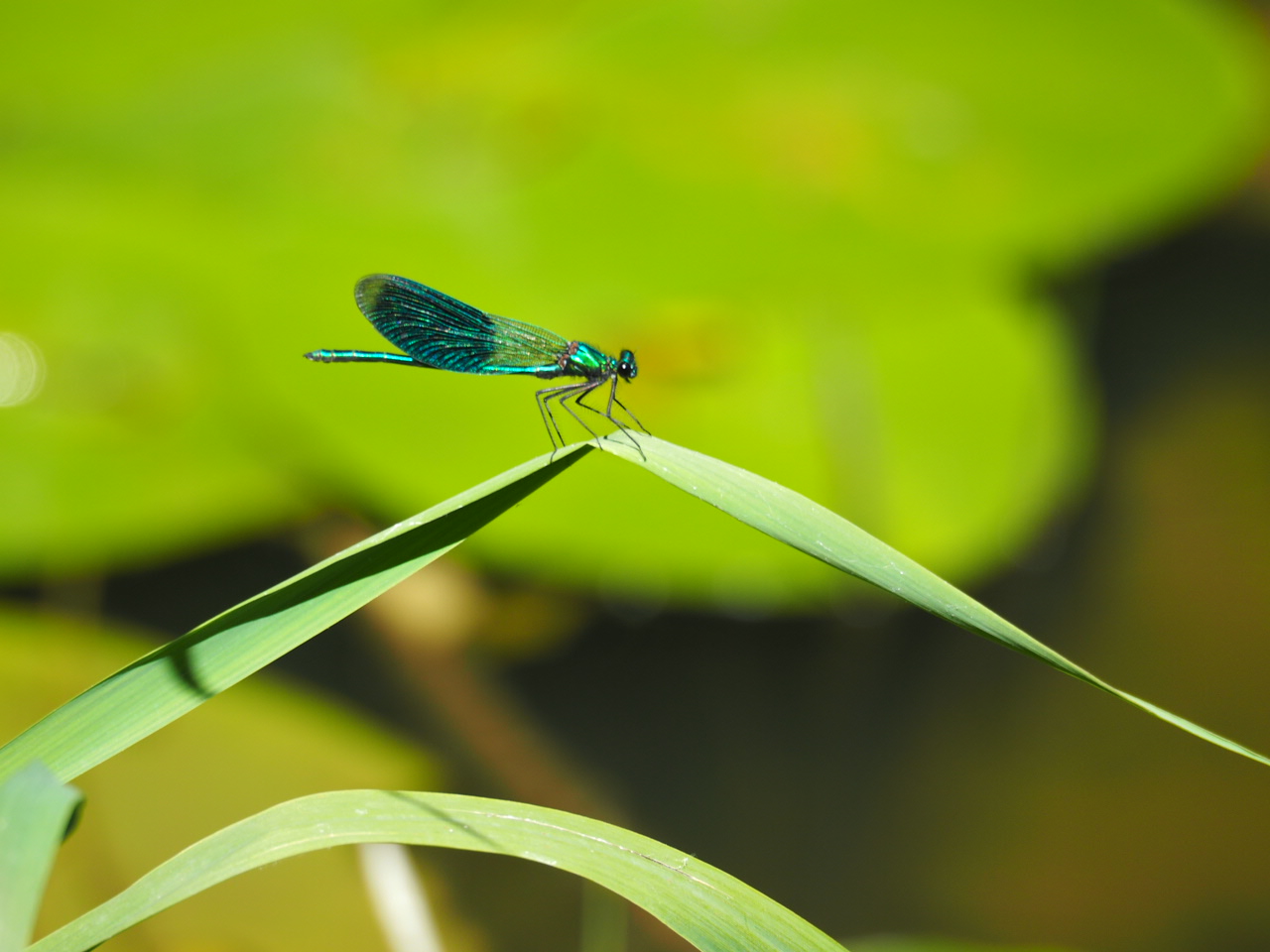 Prachtlibelle, Foto: Sophie Wiggenhauser