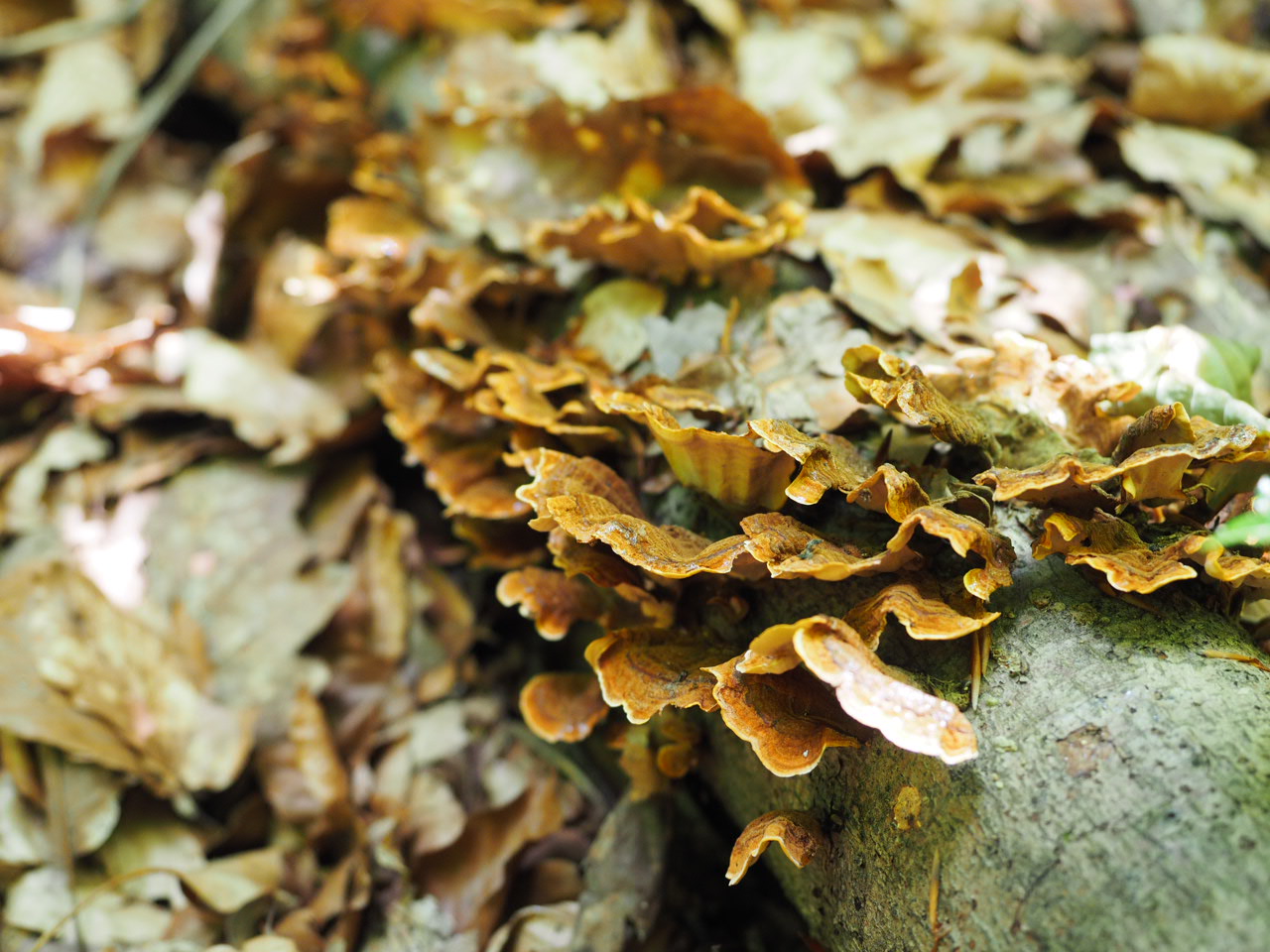 Pilze auf umgefallenen Baumstümpfen, S. Wiggenhauser