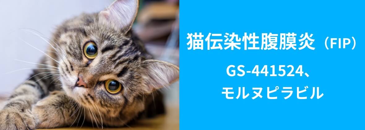 猫伝染性腹膜炎（FIP）GS-441524、モルヌピラビル