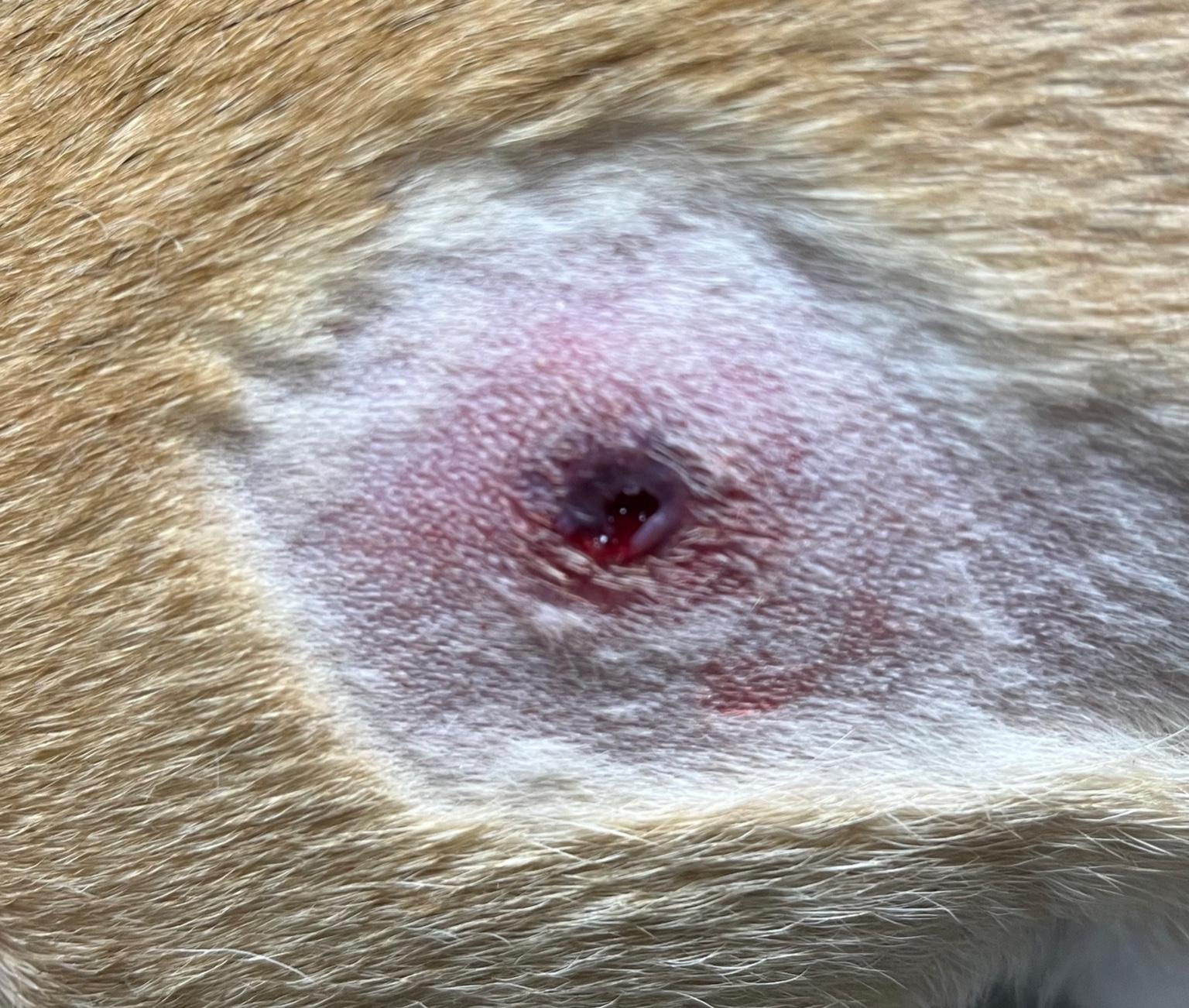 犬・猫の体表腫瘤が破れた時の対処法と細胞診の必要性 - ガレン動物病院