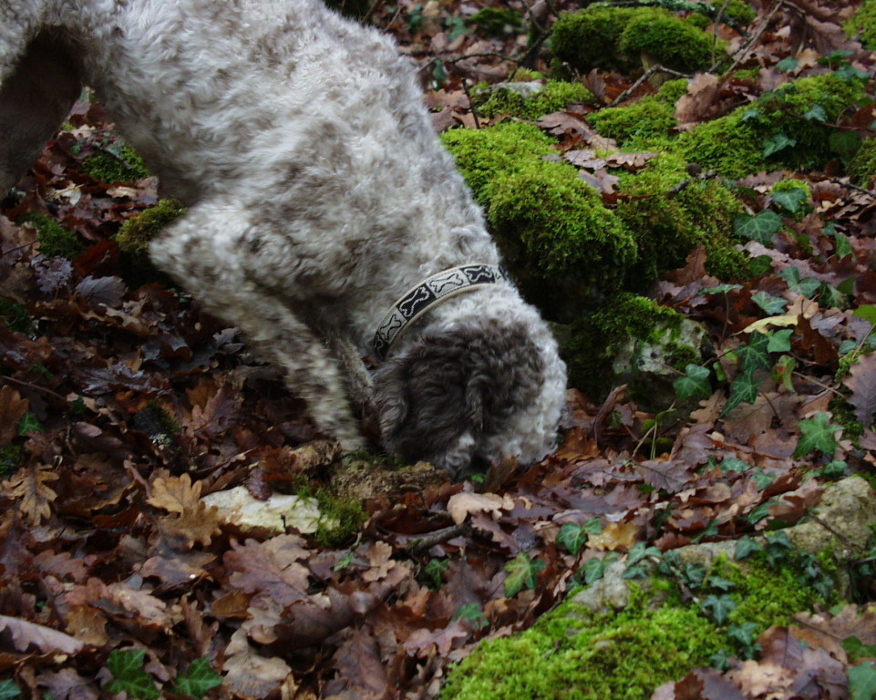 Ausbildung zum Trüffelhund Der Hund, insbesondere der Lagotto