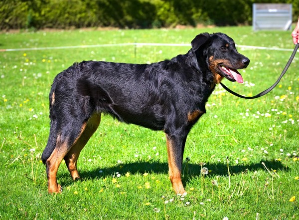 Vianne beim Ringtraining - April 2026