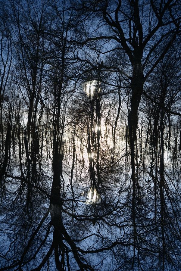 fro the series 'mirrored wood' | crauthem, 2013