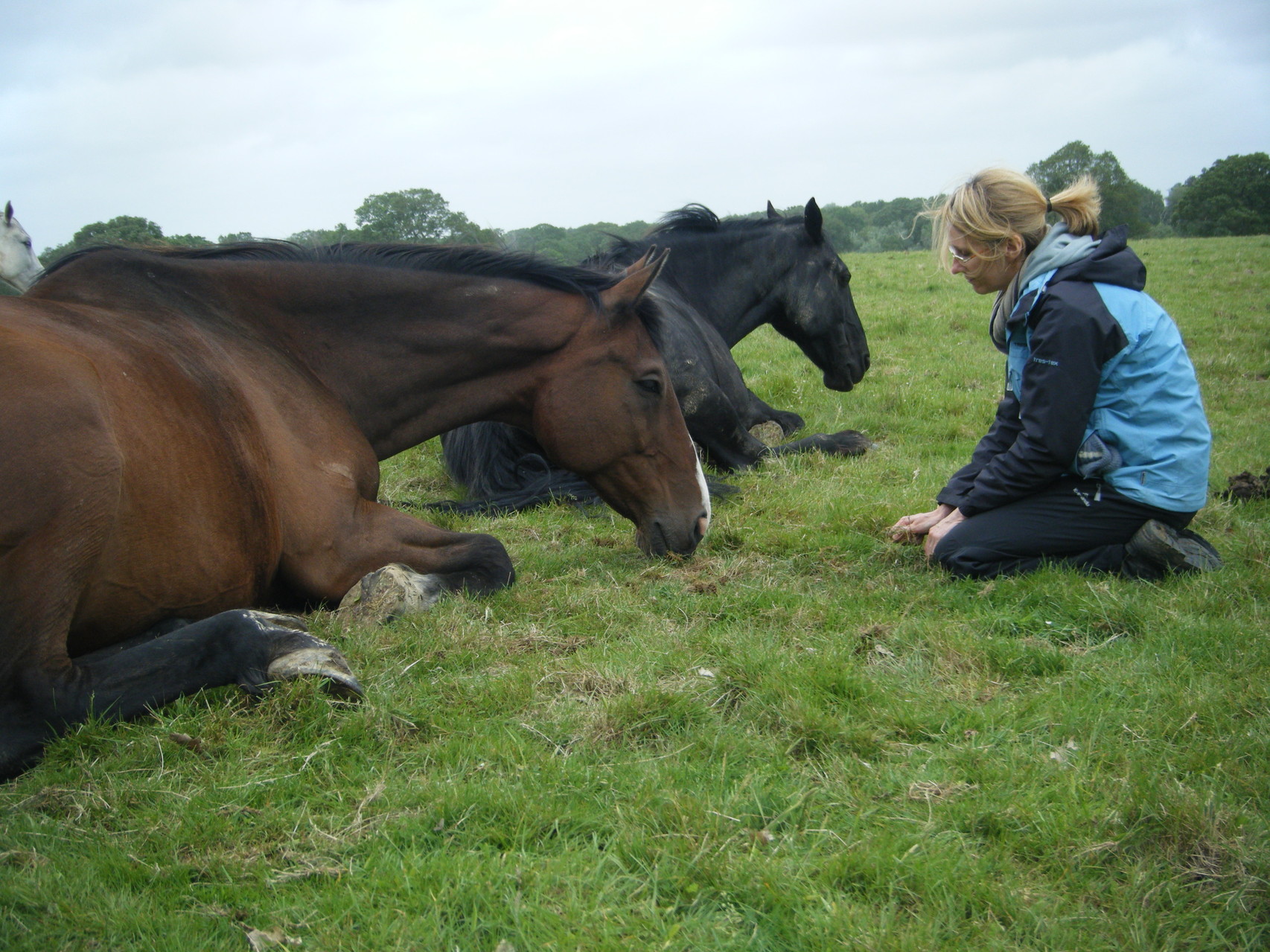 3 Day Retreats Come And Learn How To Be With Horses
