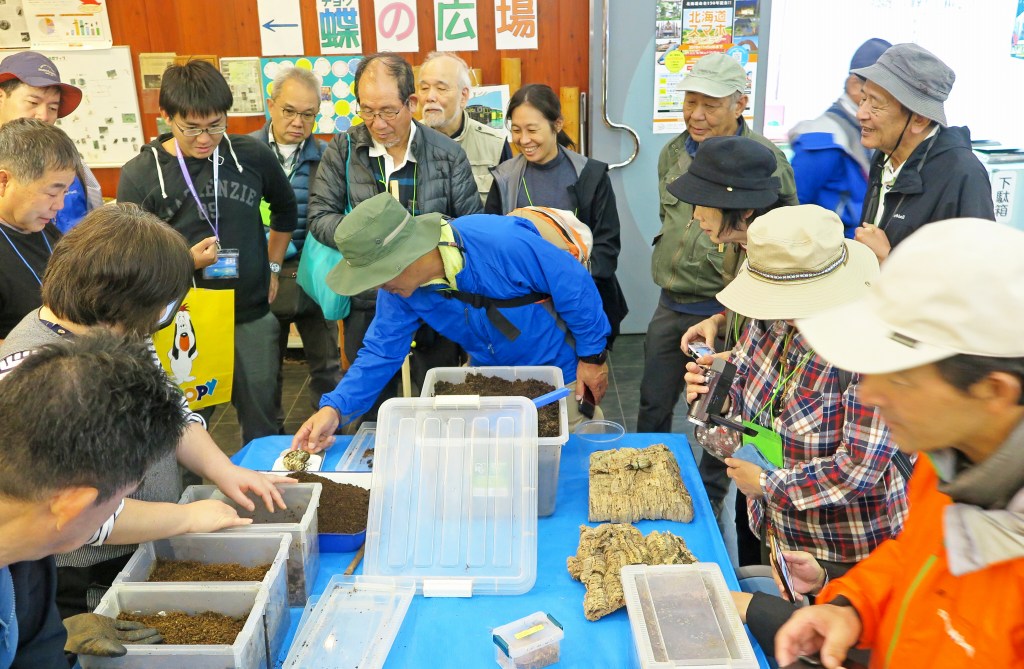 オオカブトムシの幼虫に触れてみる丸瀬布昆虫生態館