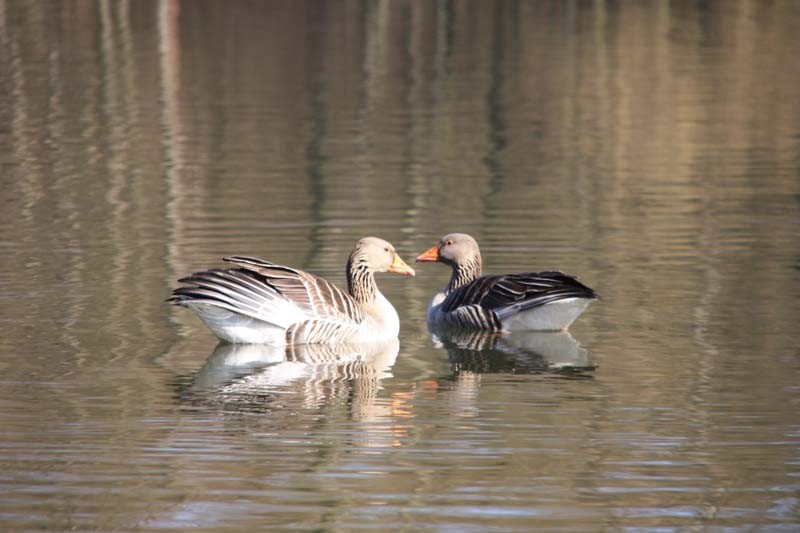 Auch die Gänse turteln wieder