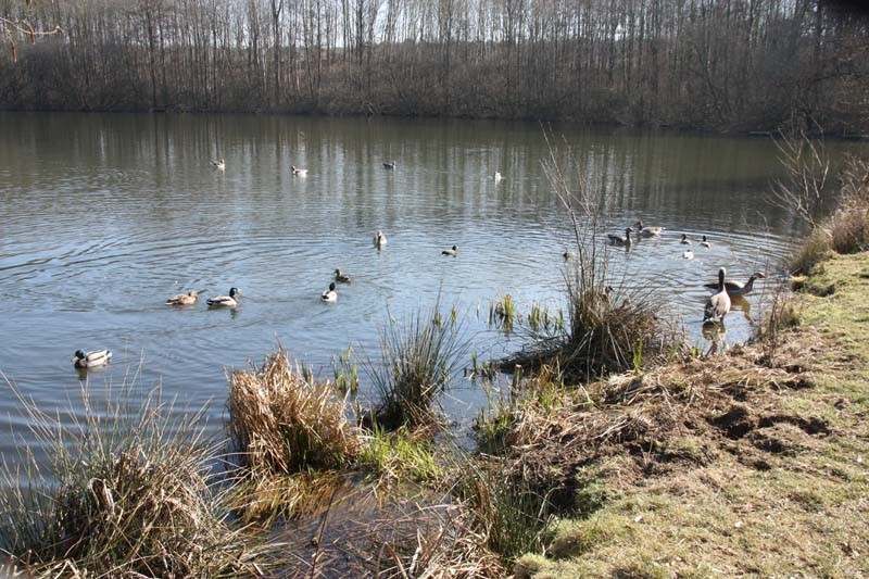 Das zu Hause vieler Entenfamilien: der Röttgener Tongrubenweiher. Die ersten Gössel sind sicher schon in der Mache.