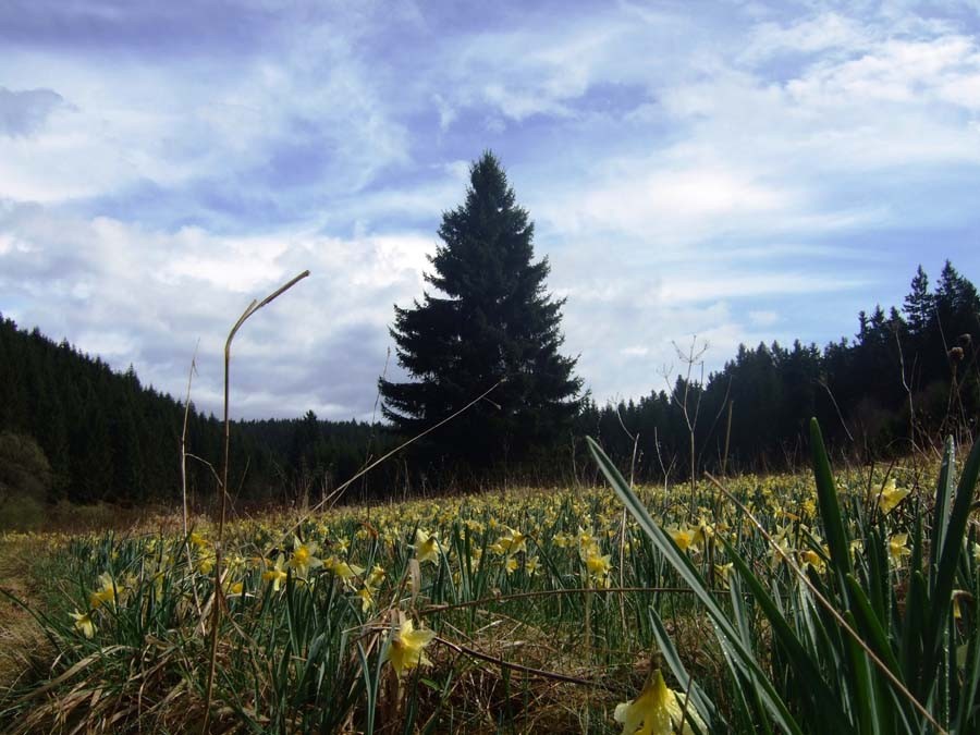 Frühlingsboten (Foto: V. Gossmann)