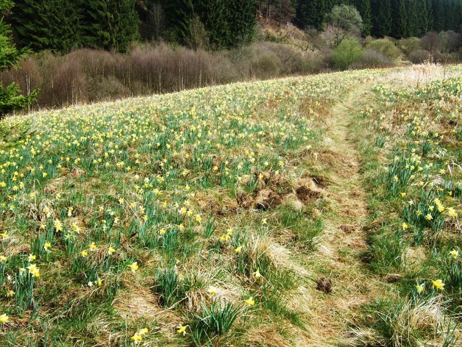 Auf schmalen Pfaden durch ein gelbes Narzissenmeer (Foto: V. Gossmann)