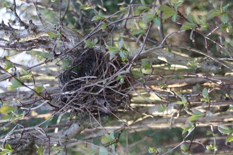 Die ersten Nester sind gebaut und der Nachwuchs kann kommen. Ob dieses Nest bewohnt oder ein  verlassener Altbau aus dem letzten Jahr ist, kann nicht mit Sicherheit gesagt werden.