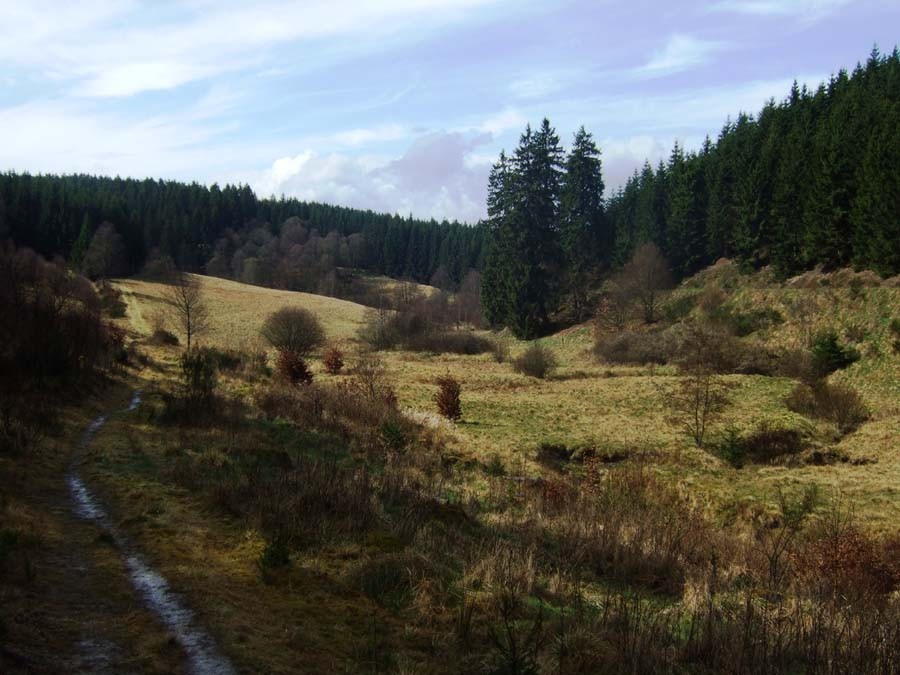 Urige Landschaft mit üppiger Flora und Fauna (Foto: V. Gossmann)