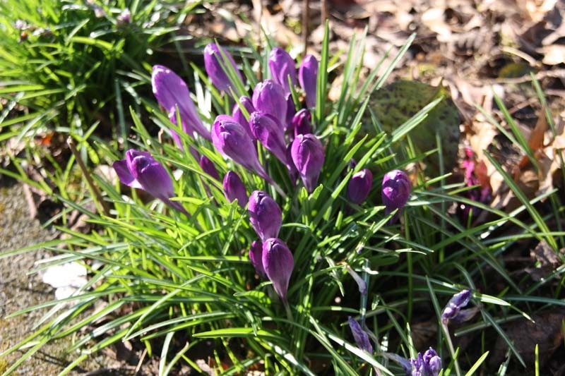 Leuchtende Krokusse stimmen auf den Frühling ein