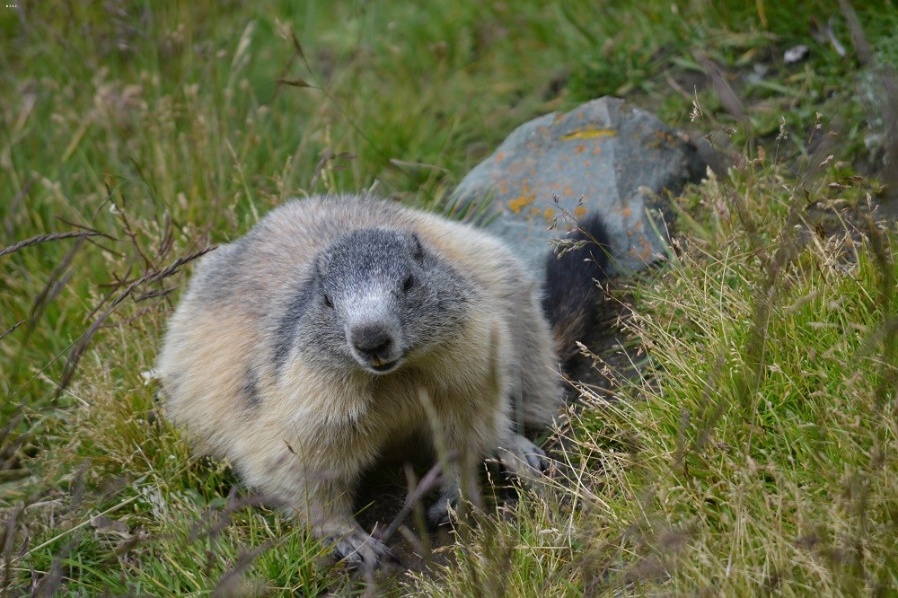 Murmeltier / marmot