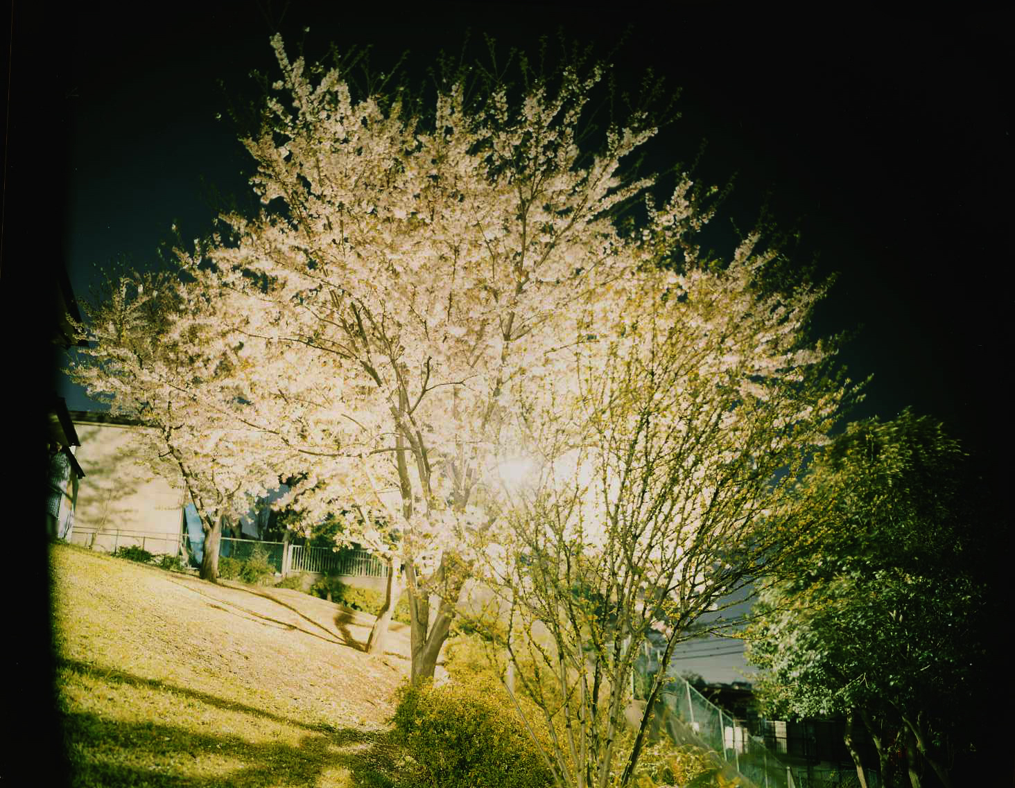 Visions of Trees/Photosynthesis - Jun Wajda Photography