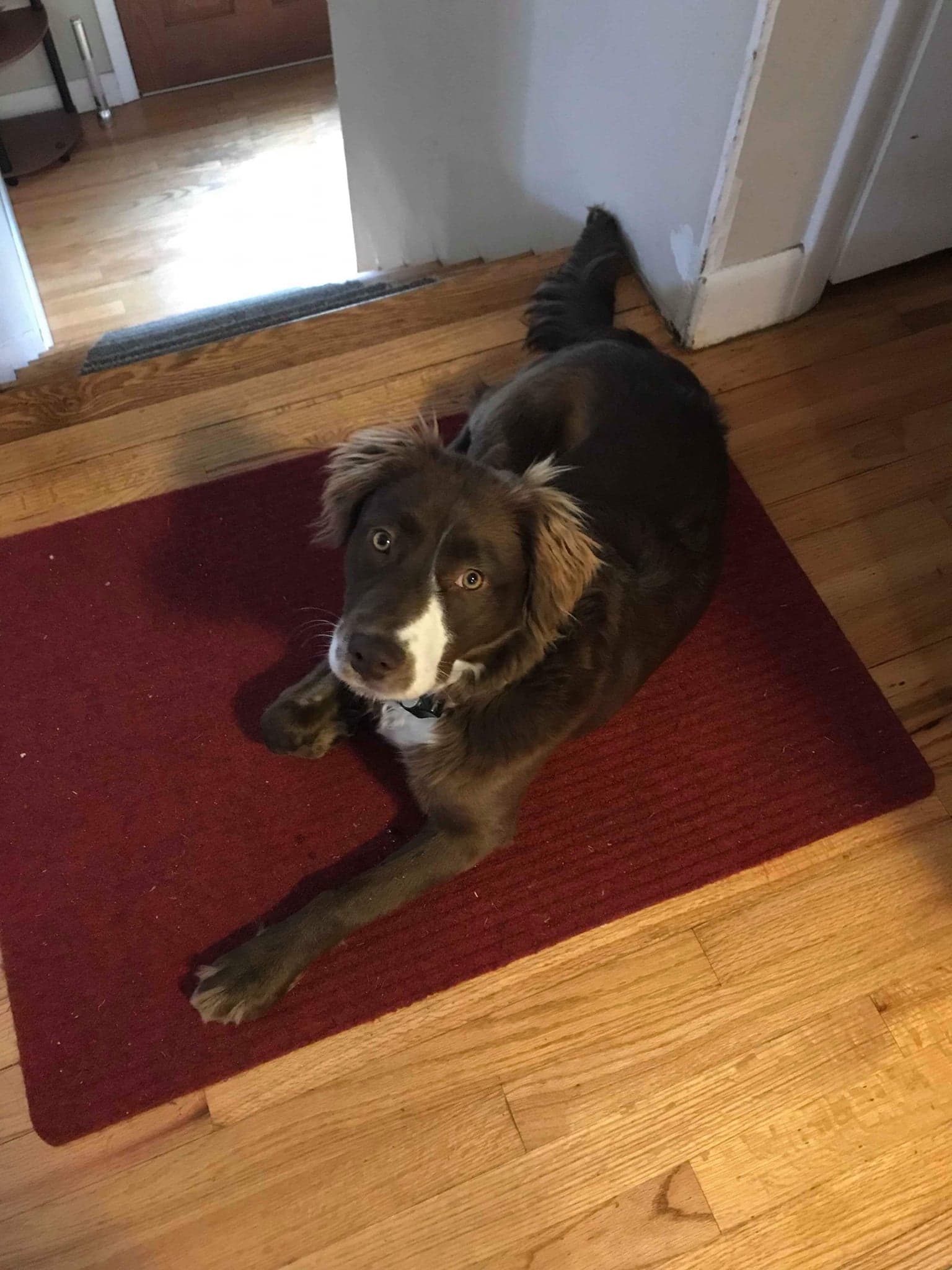 Pippa