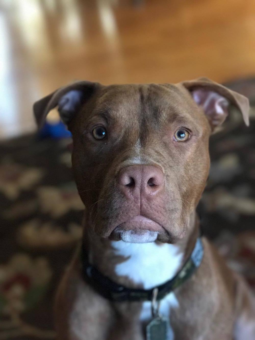 Emmett