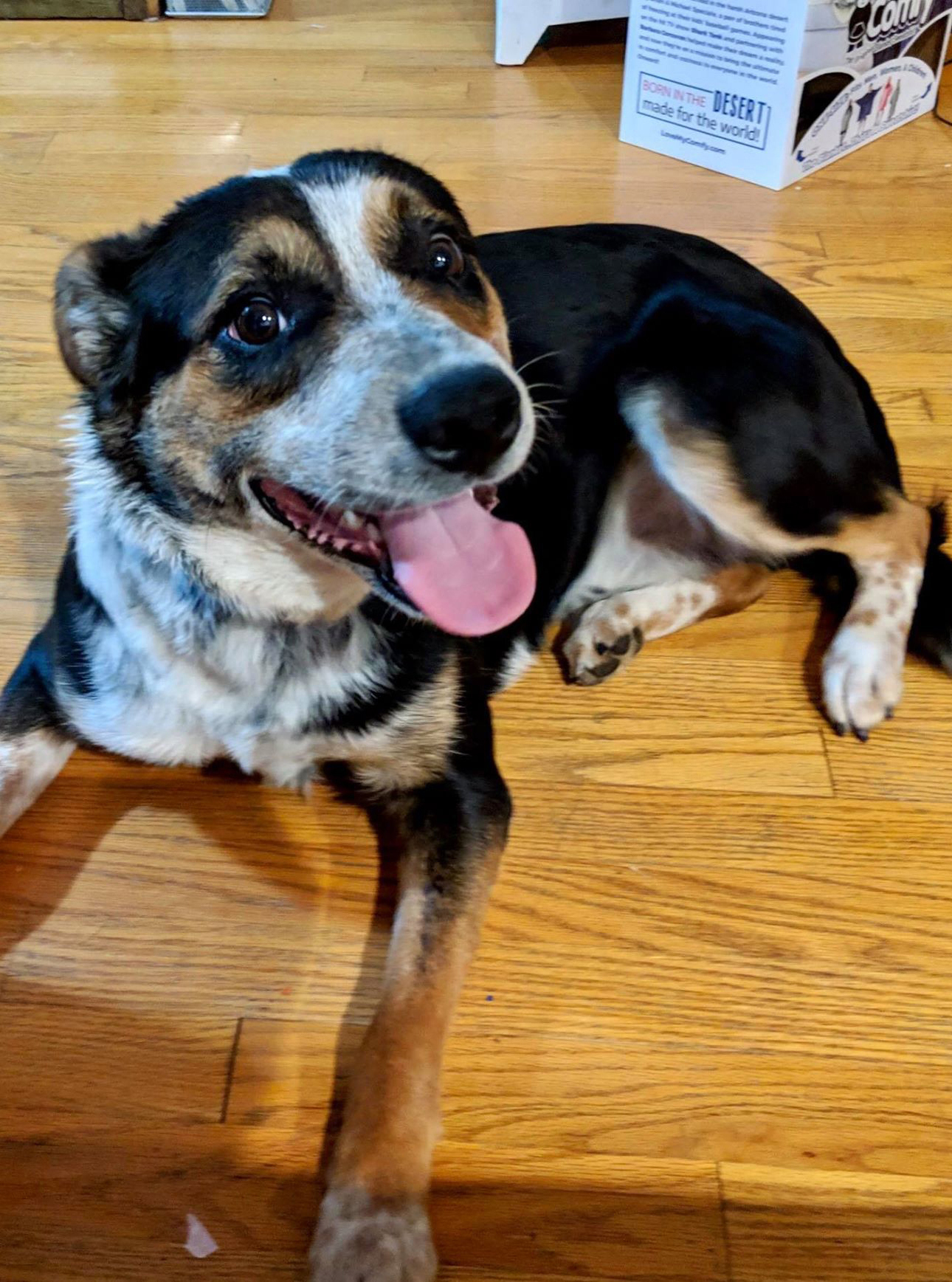 Loki