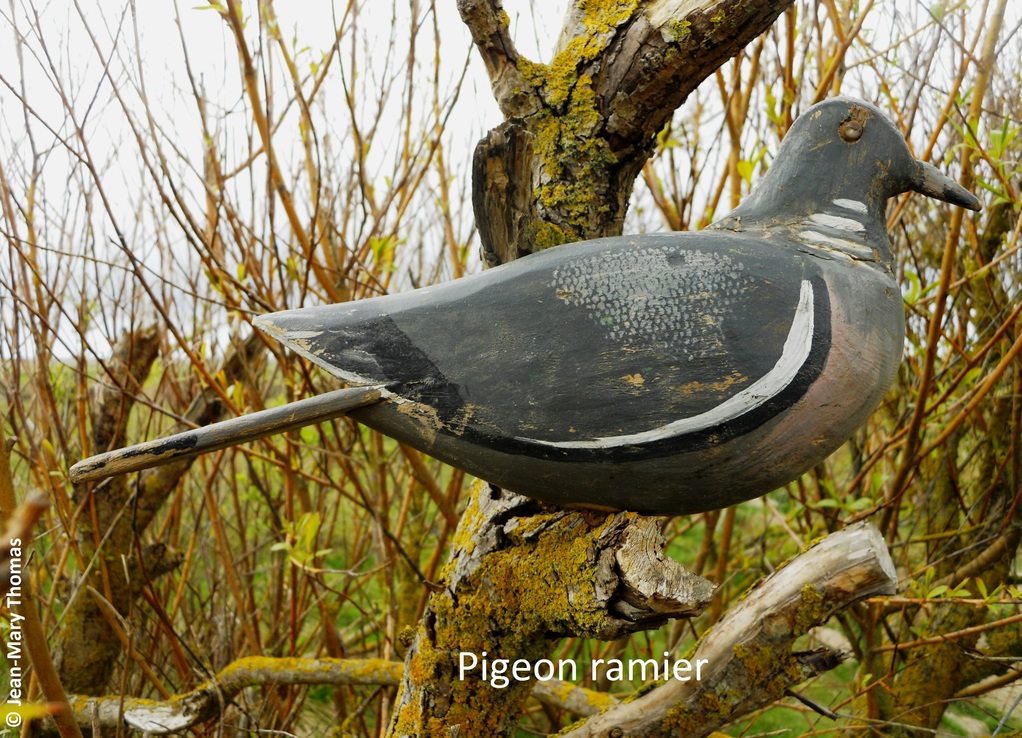 Pigeon ramier                                                                       80 - Somme - Picardie