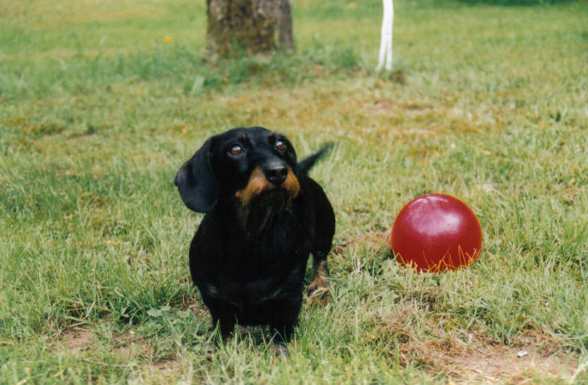 Hunde willkommen