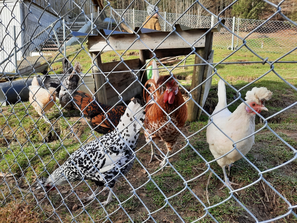 Hahn HUGO und seine Hennen freuen sich am frühlingshaftem Wetter