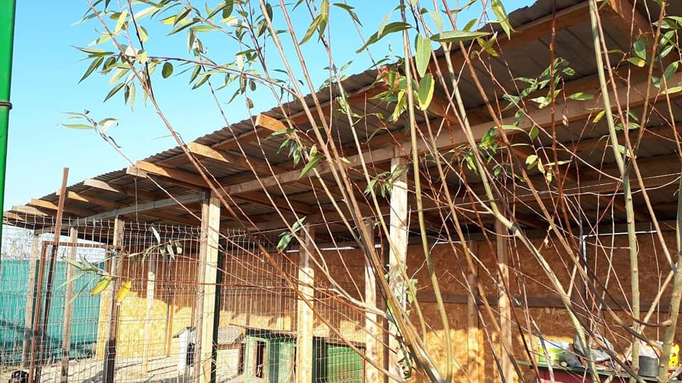 Shelterbau Pro Animal Welfare Hamburg e.V.