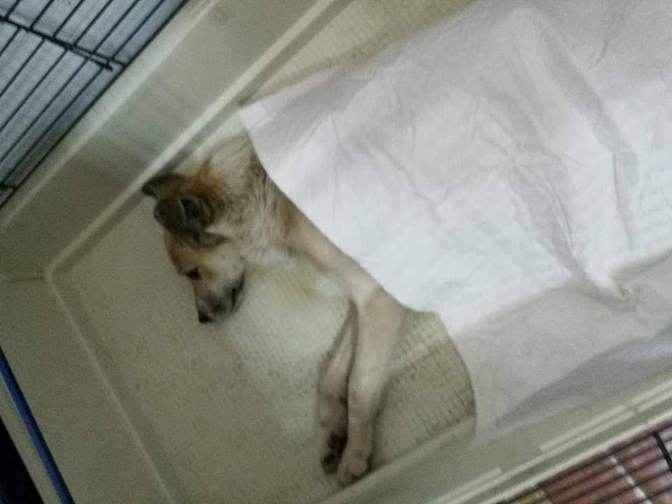 kastrationsprojekt Pro Animal Welfare Hamburg e.V.