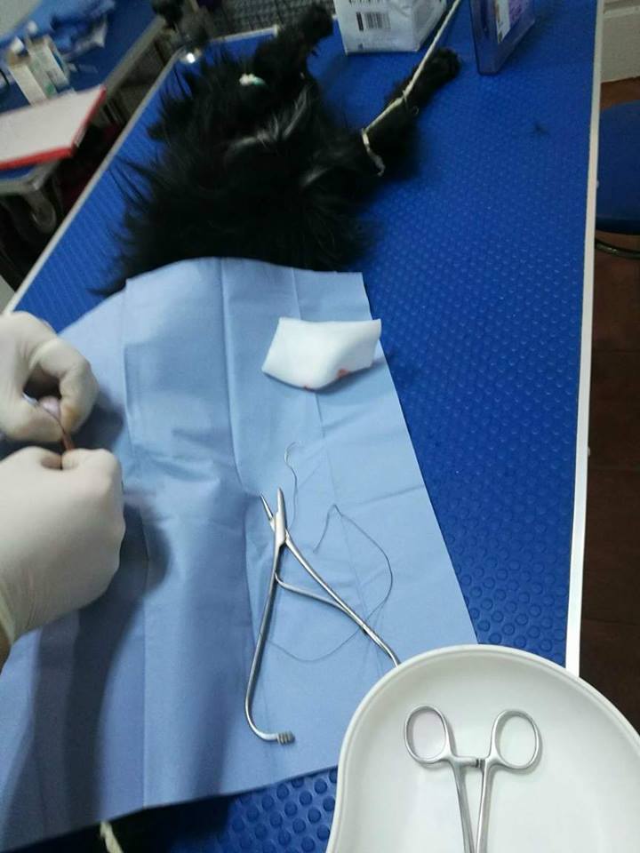 kastrationsprojekt Pro Animal Welfare Hamburg e.V.