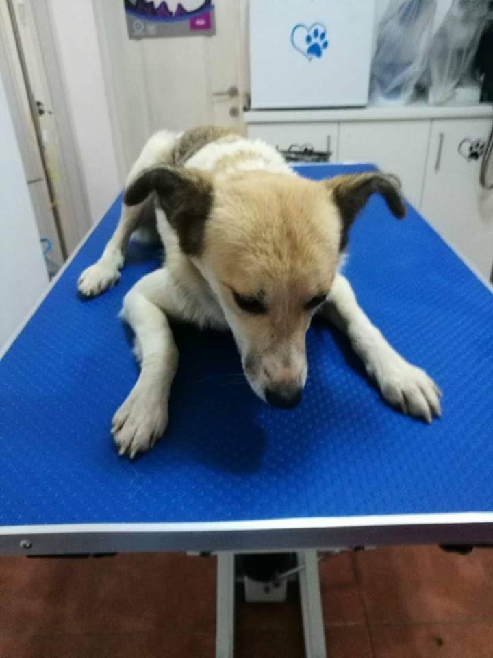 kastrationsprojekt Pro Animal Welfare Hamburg e.V.