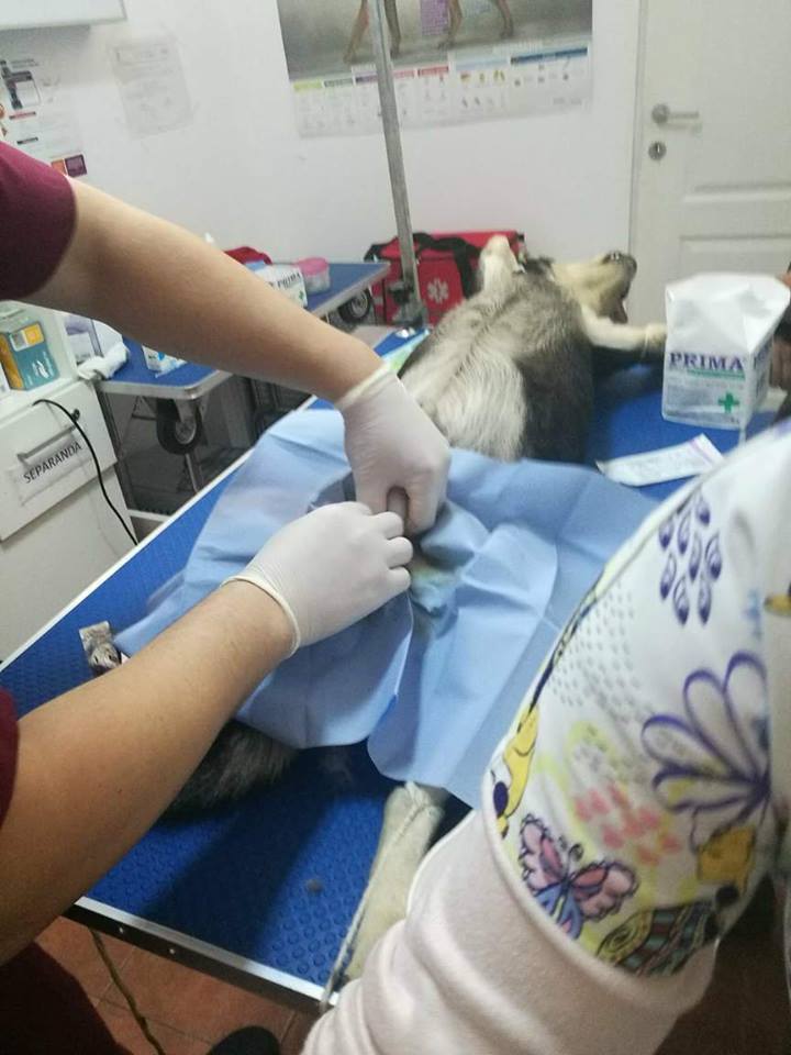 kastrationsprojekt Pro Animal Welfare Hamburg e.V.