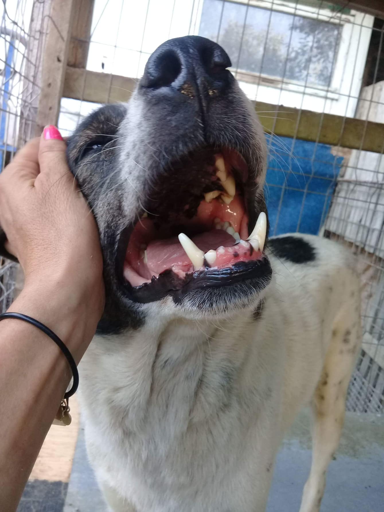 Senioren ( > 10 Jahre) Pro Animal Welfare Hamburg e.V.