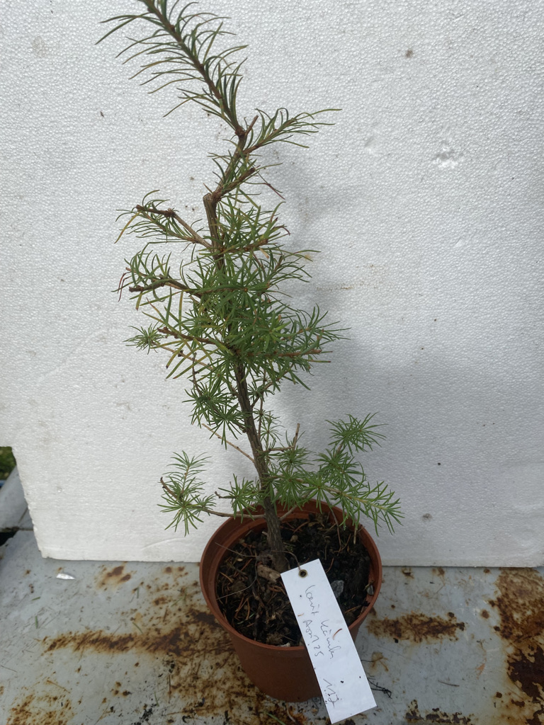 glücksfeder zamioculcas zamiifolia Glücksfeder | Zamioculcas zamiifolia