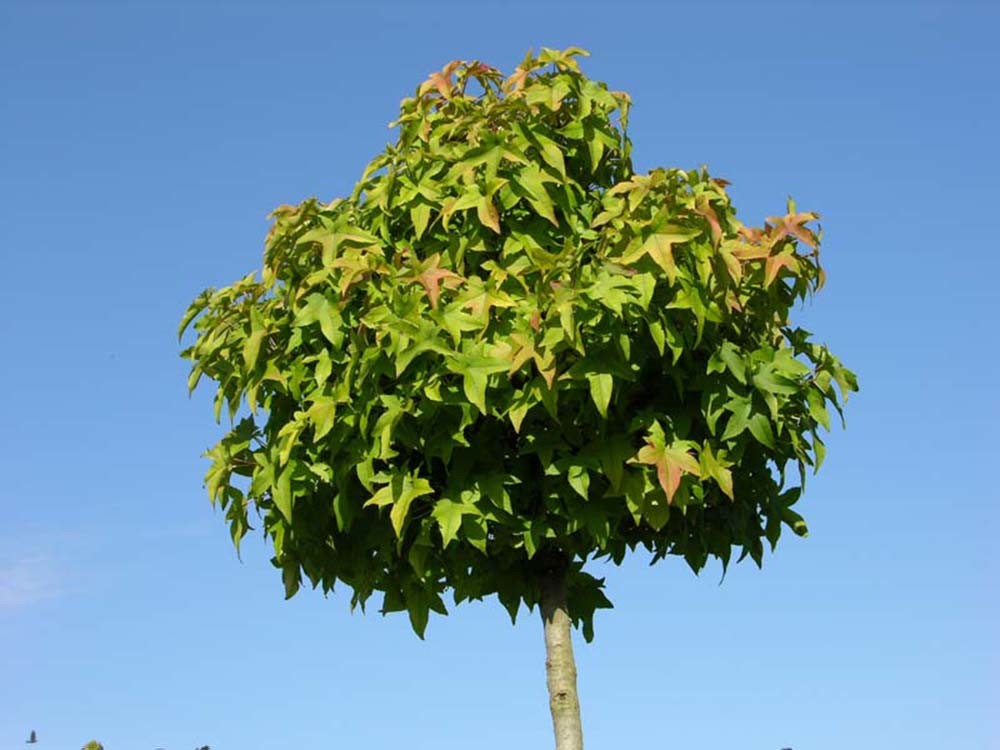 Amberbaum Kugel Liquidambar "Gumball" KugelAmberbaum Blumen