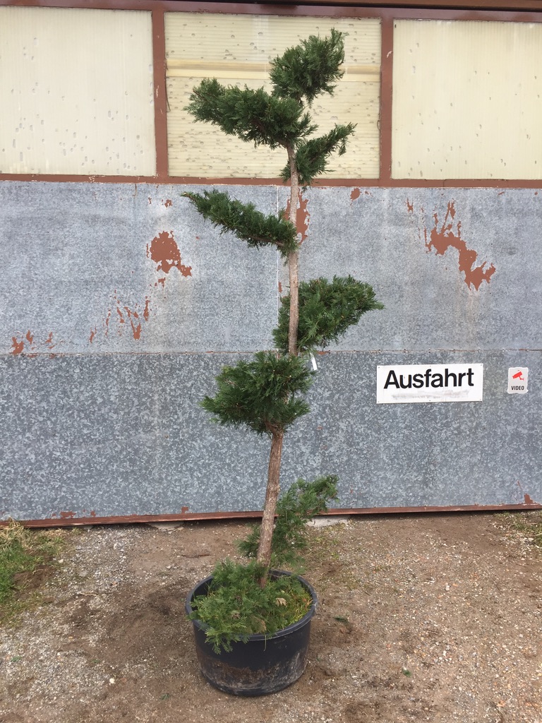 Shop Gartenbonsai bonsai kaufen chweiz - pflanzendiscount schweiz Thuja  Christbaum mieten