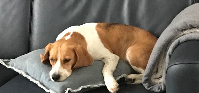 De website van baikabeagle!