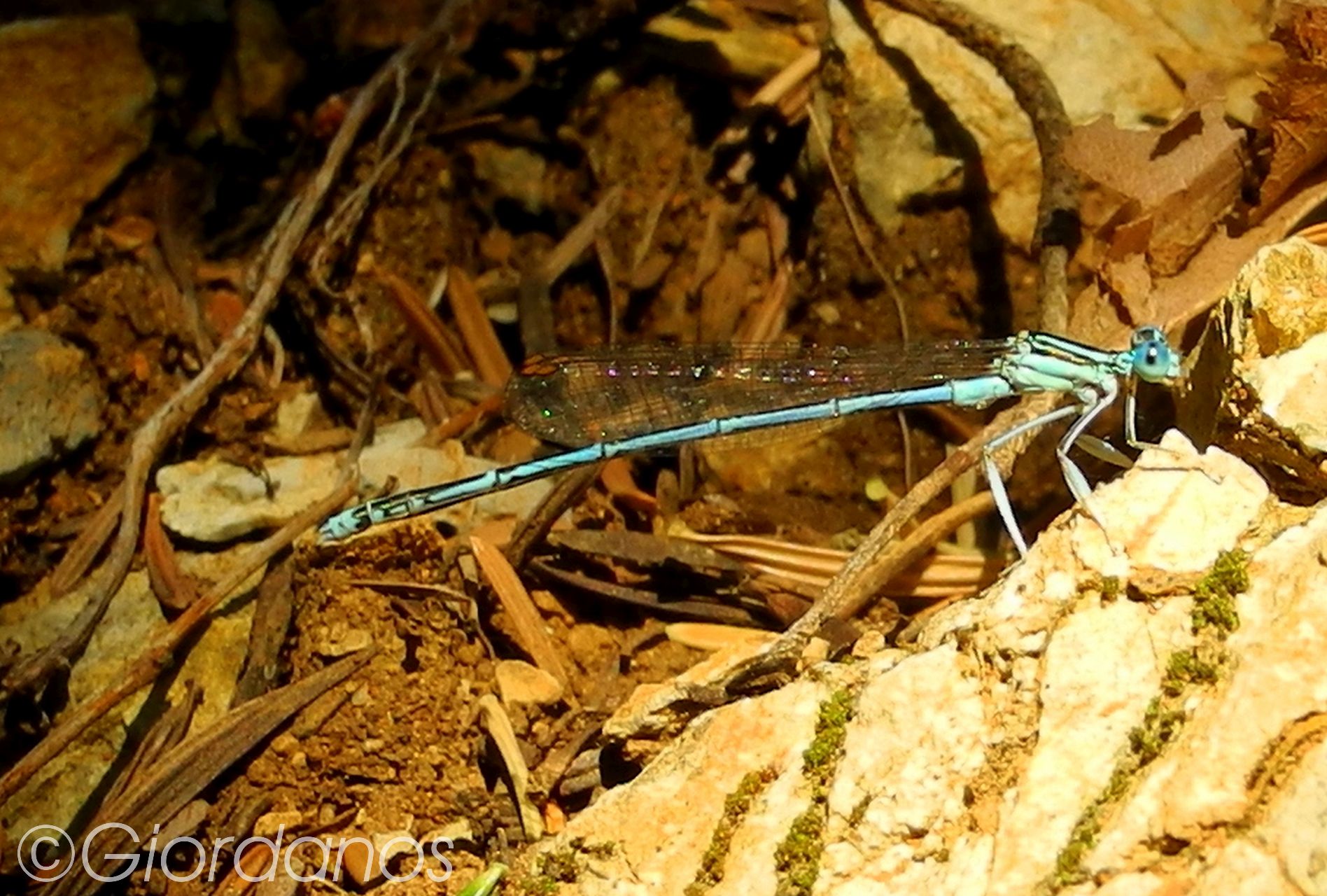 Drimonas Evia Griechenland-traumhafte Natur rund um die Wasserfälle