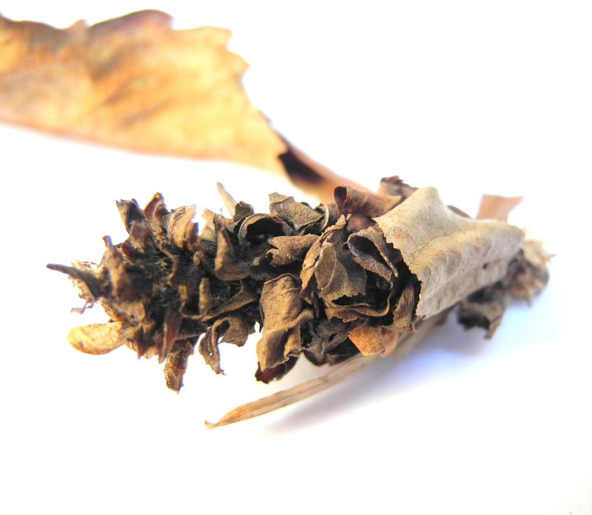 Psychidae (Echte Sackträger)