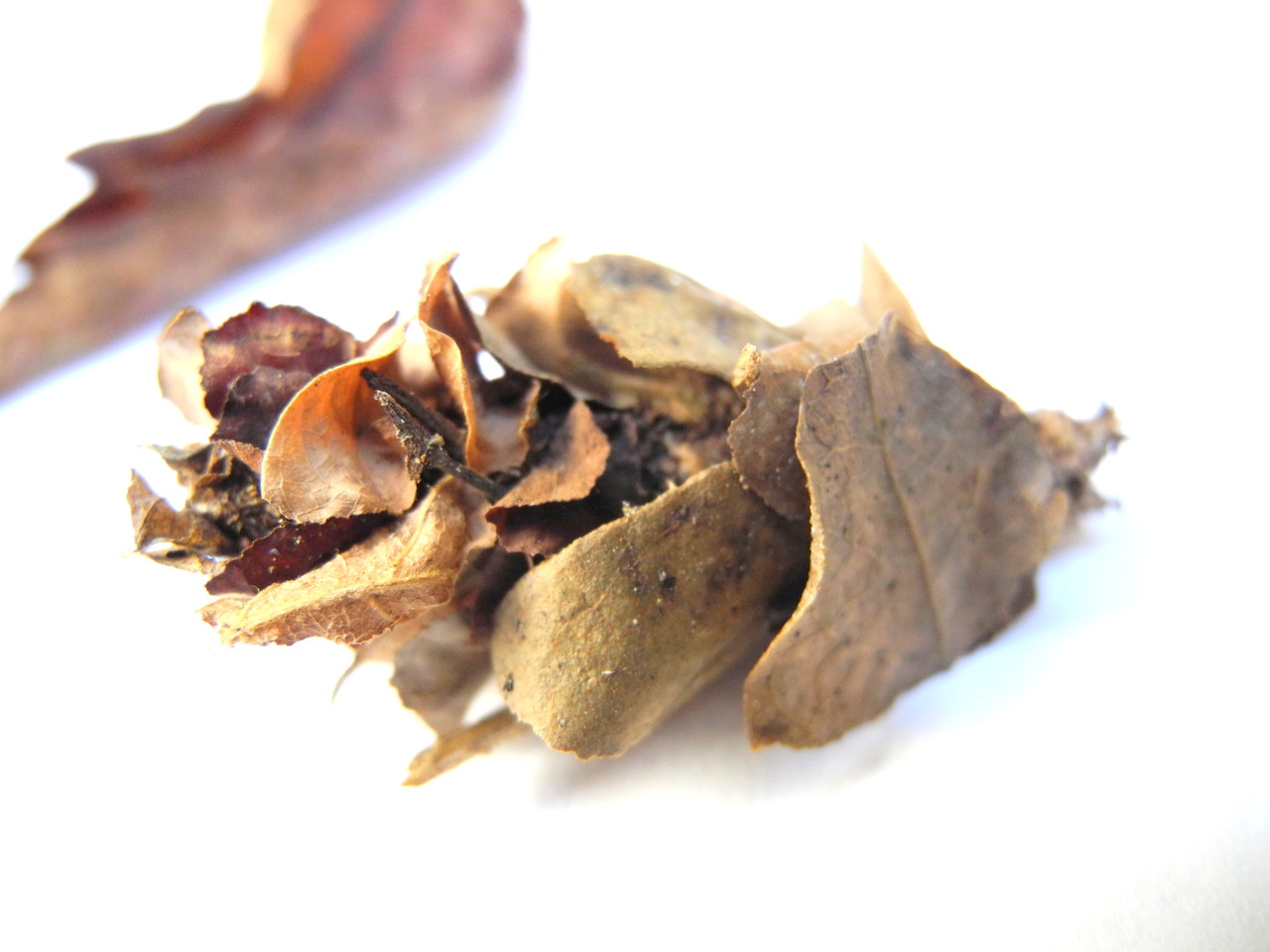 Psychidae (Echte Sackträger)