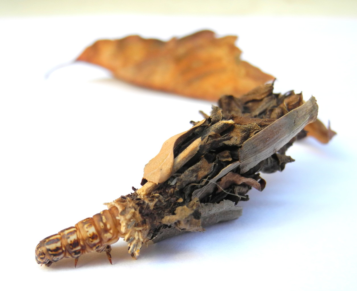 Psychidae (Echte Sackträger)