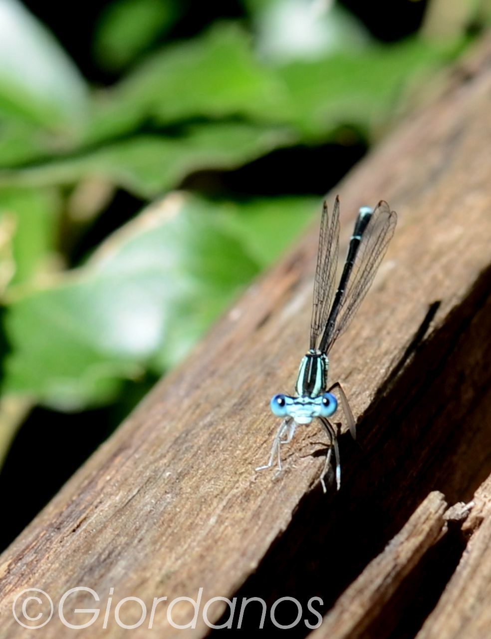 Drimonas Evia Griechenland-traumhafte Natur rund um die Wasserfälle