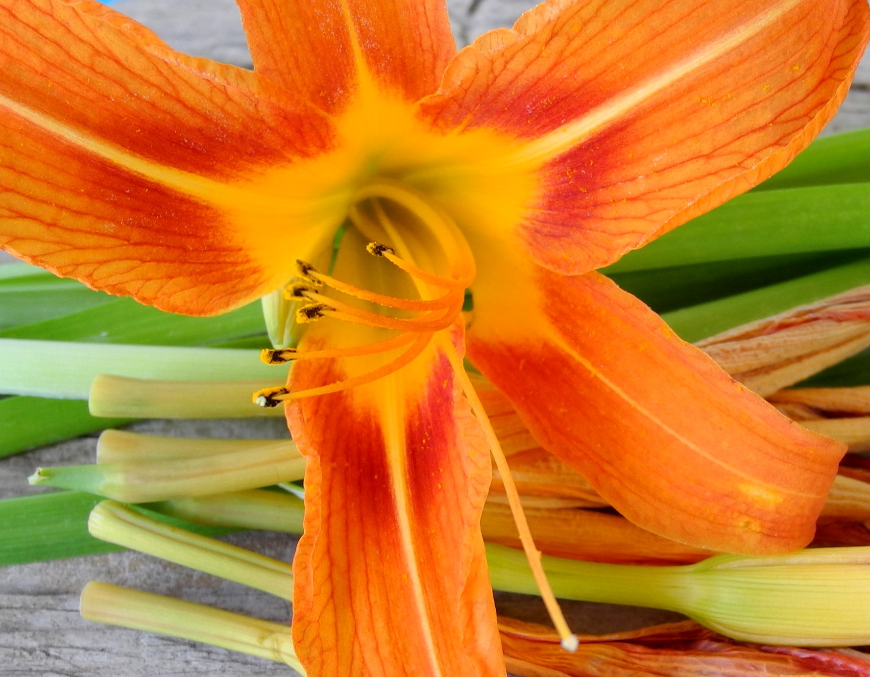 Essbare Taglilie Blüte